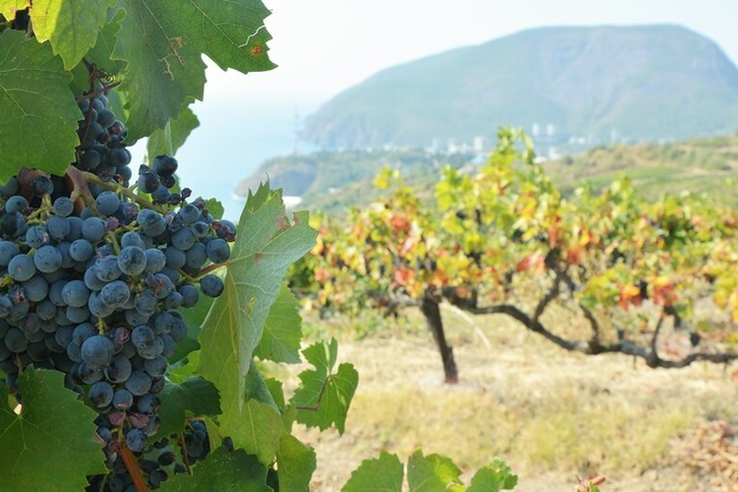 Правительство РФ определило в Крыму 13 районов для развития виноградарства