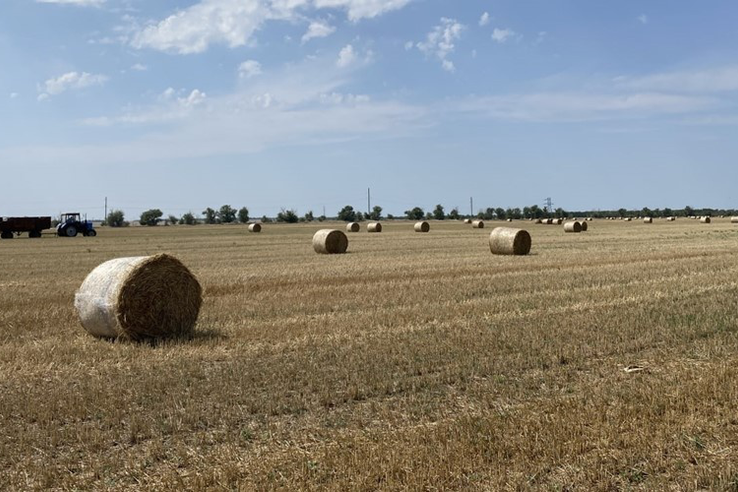 Аграрии Крыма собрали рекордный урожай озимых зерновых