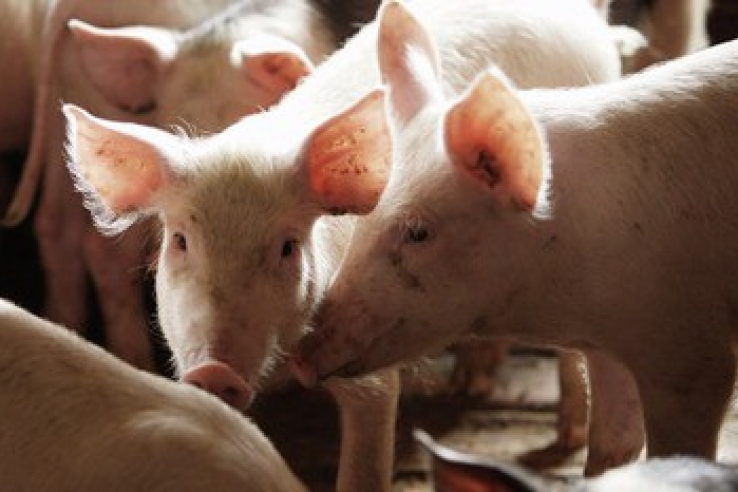Аксенов отменил режим ЧС по африканской чуме свиней в Крыму