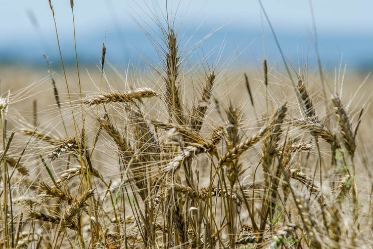 Сельскохозяйственная отрасль Крыма получит 29,8 млн рублей из резервного фонда Правительства РФ
