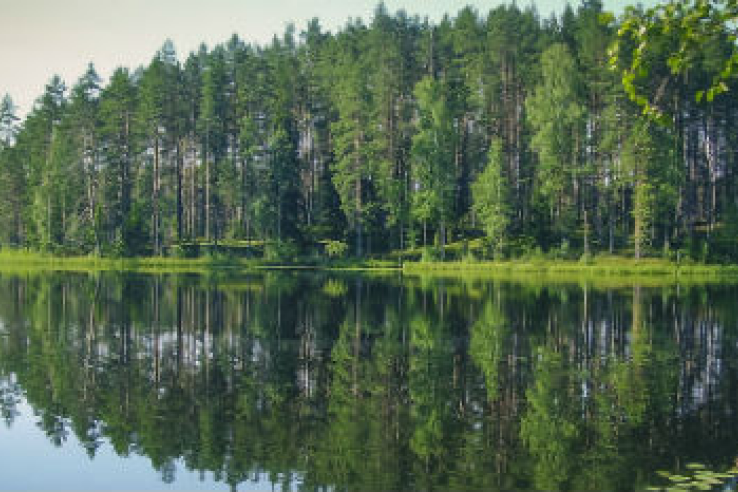 Год экологии в Ленинградской области: старт дан