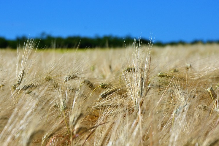 Крымские аграрии в первый день осенней посевной засеяли зерновыми 13 тысяч гектаров