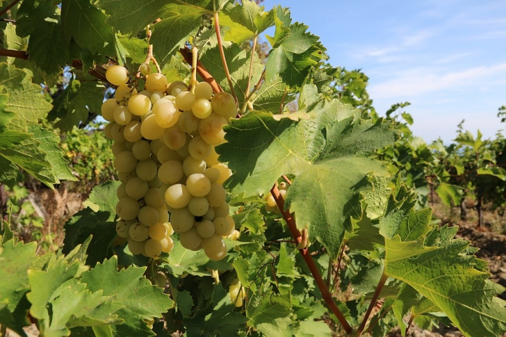 Крым предусмотрел более 1,2 млрд рублей на закладку и уход за виноградниками и плодово-ягодными культурами
