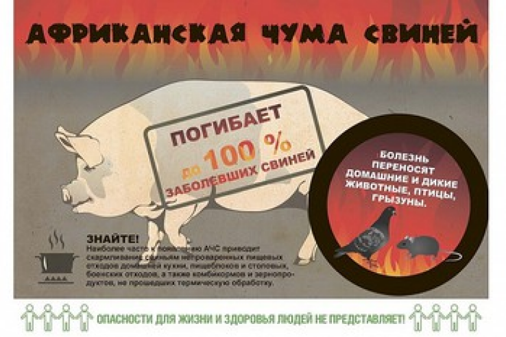 Африканская чума свиней зафиксирована ещё в одном селе Советского района Крыма