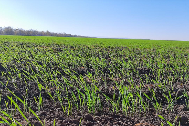 В Республике Крым 85% посевов озимых зерновых культур находится в хорошем и удовлетворительном состоянии