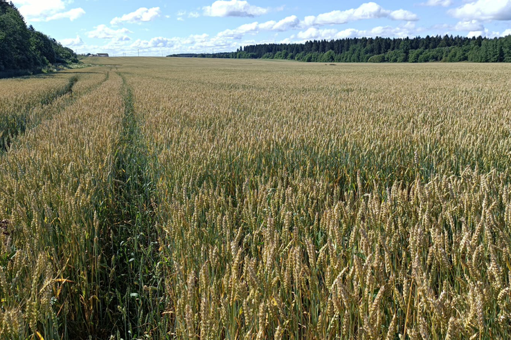 Ленинградская область убирает зерно