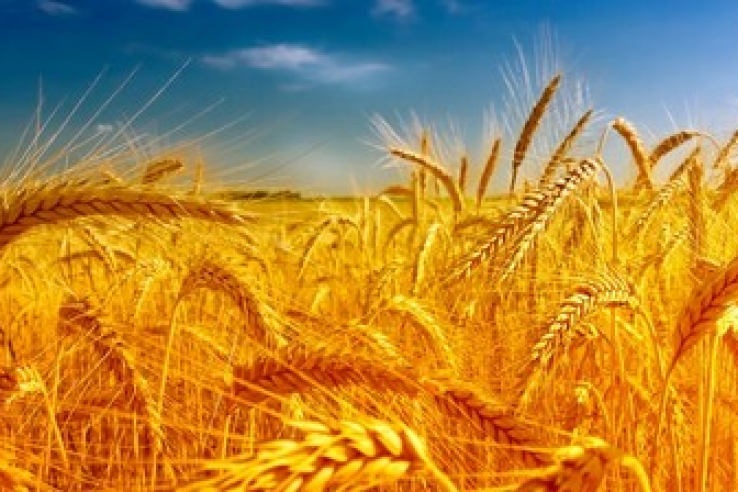 Крымские аграрии собрали миллион тонн зерна