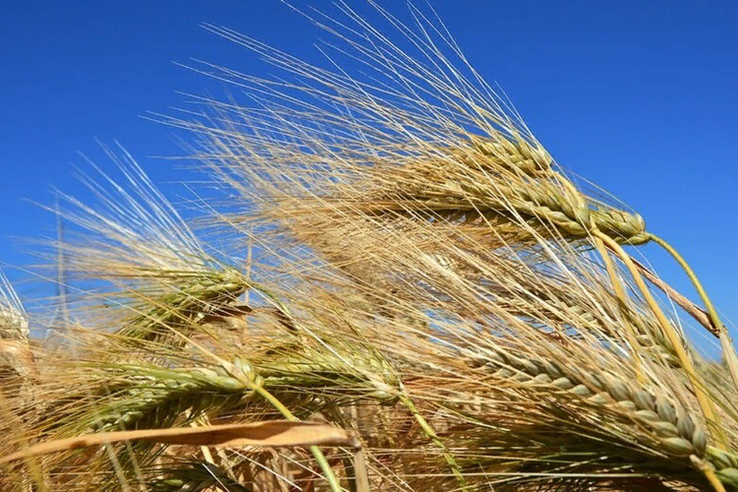 Урожай зерновых в Крыму в 1,5 раза превысил прошлогодние объёмы